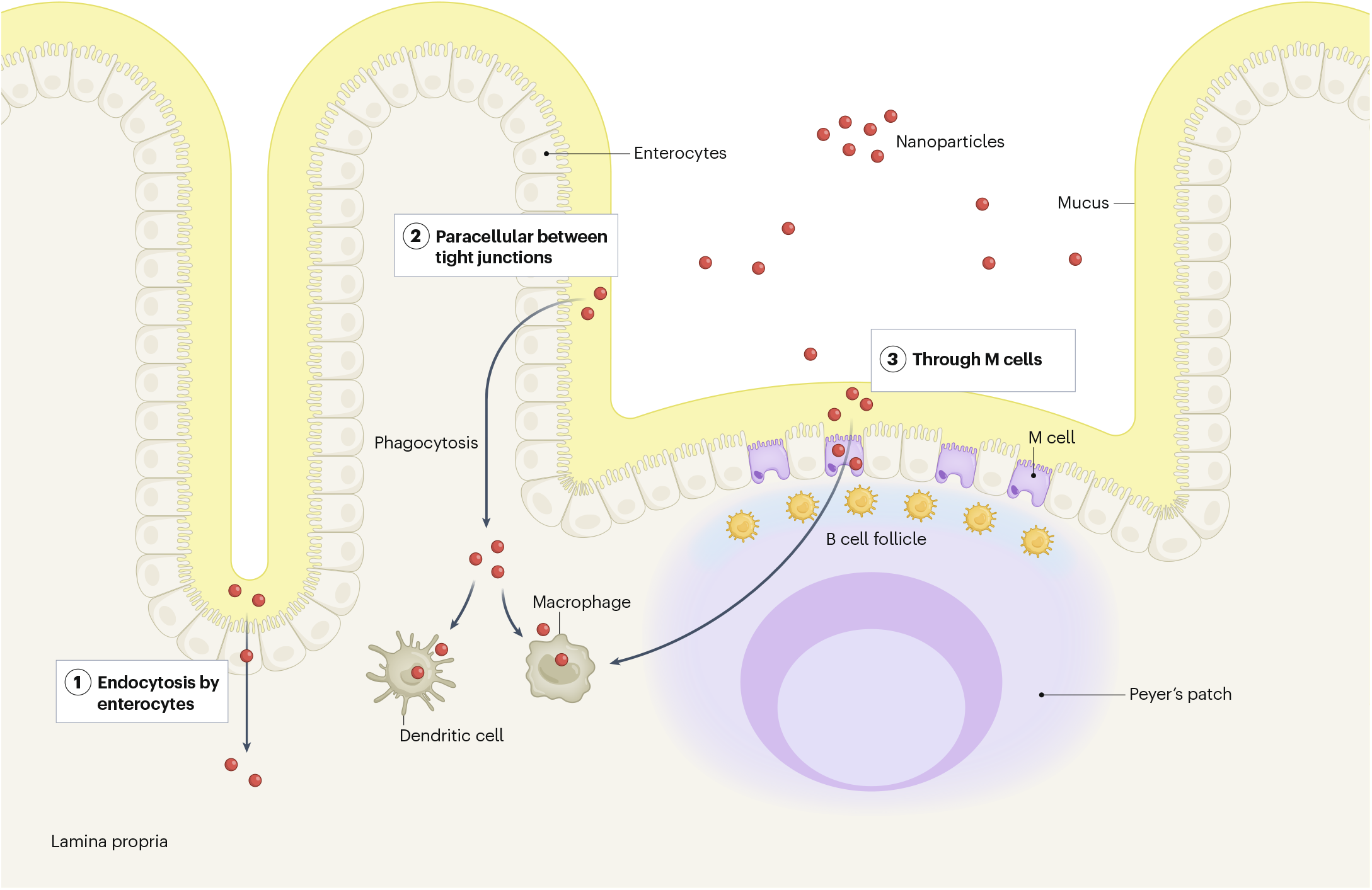 Fig. 2: Microplastics and nanoplastics in the intestine.