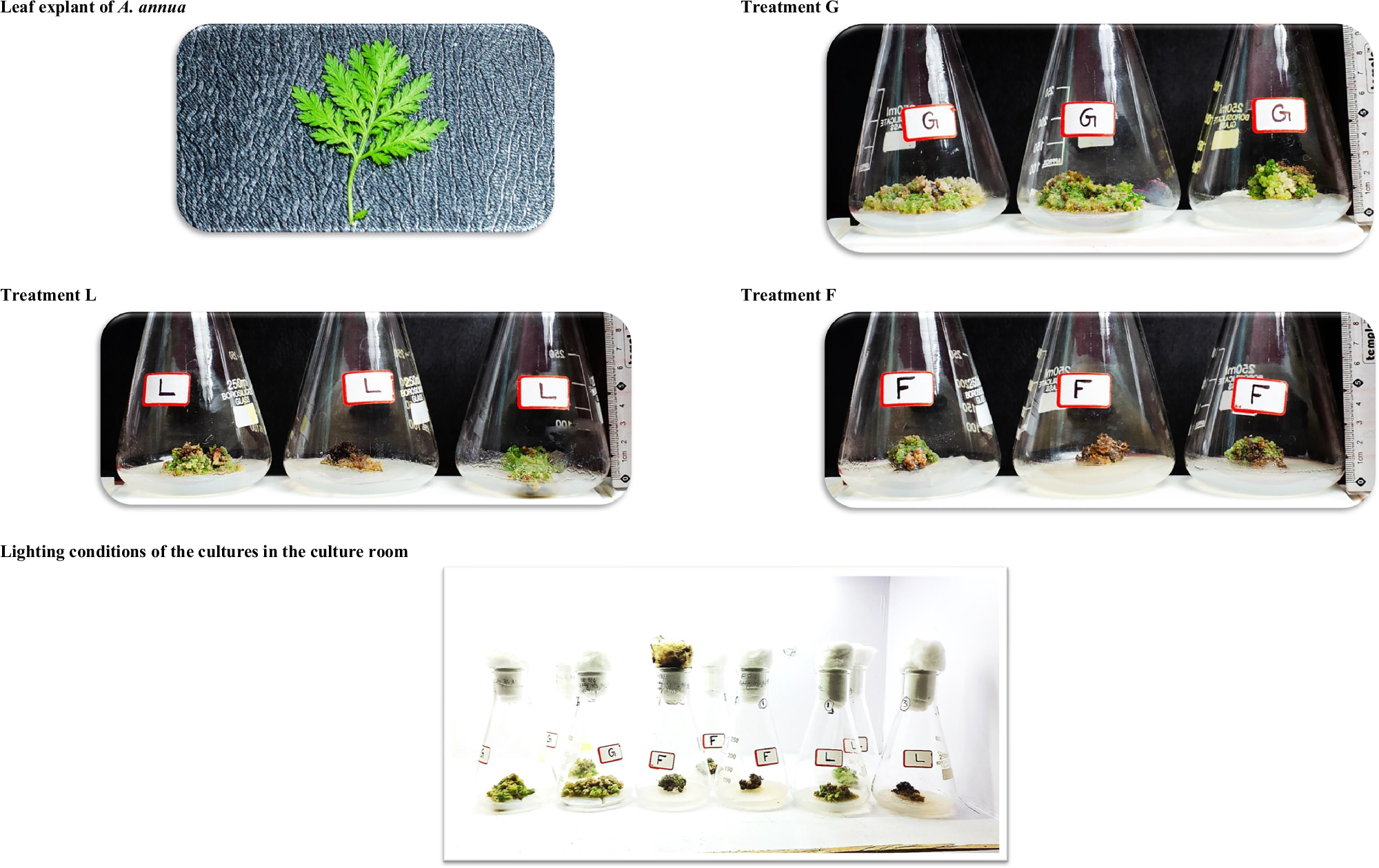 Fig. 3: Six-week-old in vitro callus cultures of A. annua were induced using three hormonal treatments.