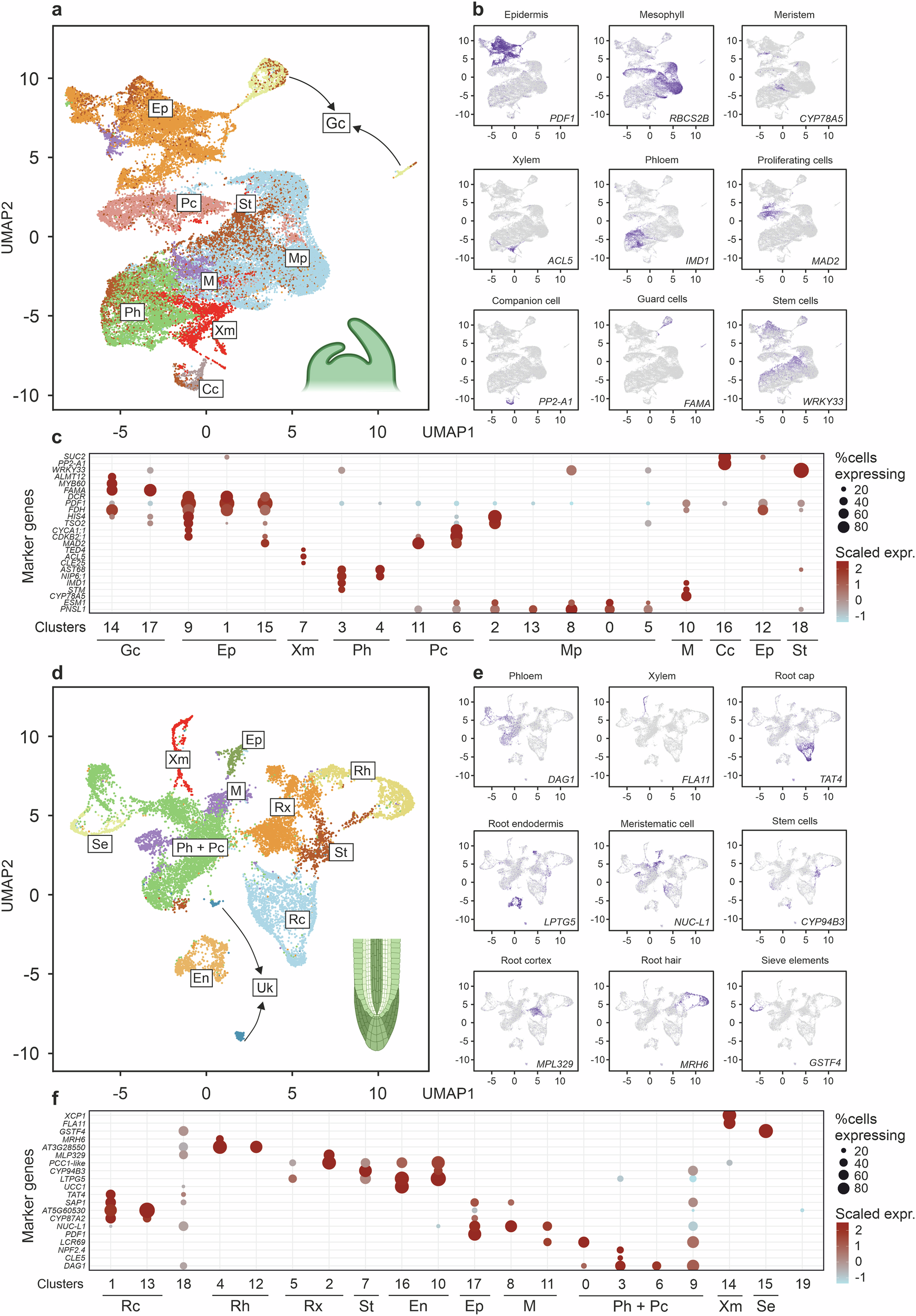 Fig. 1: Characterization of cell populations in Arabidopsis shoot and root apices.
