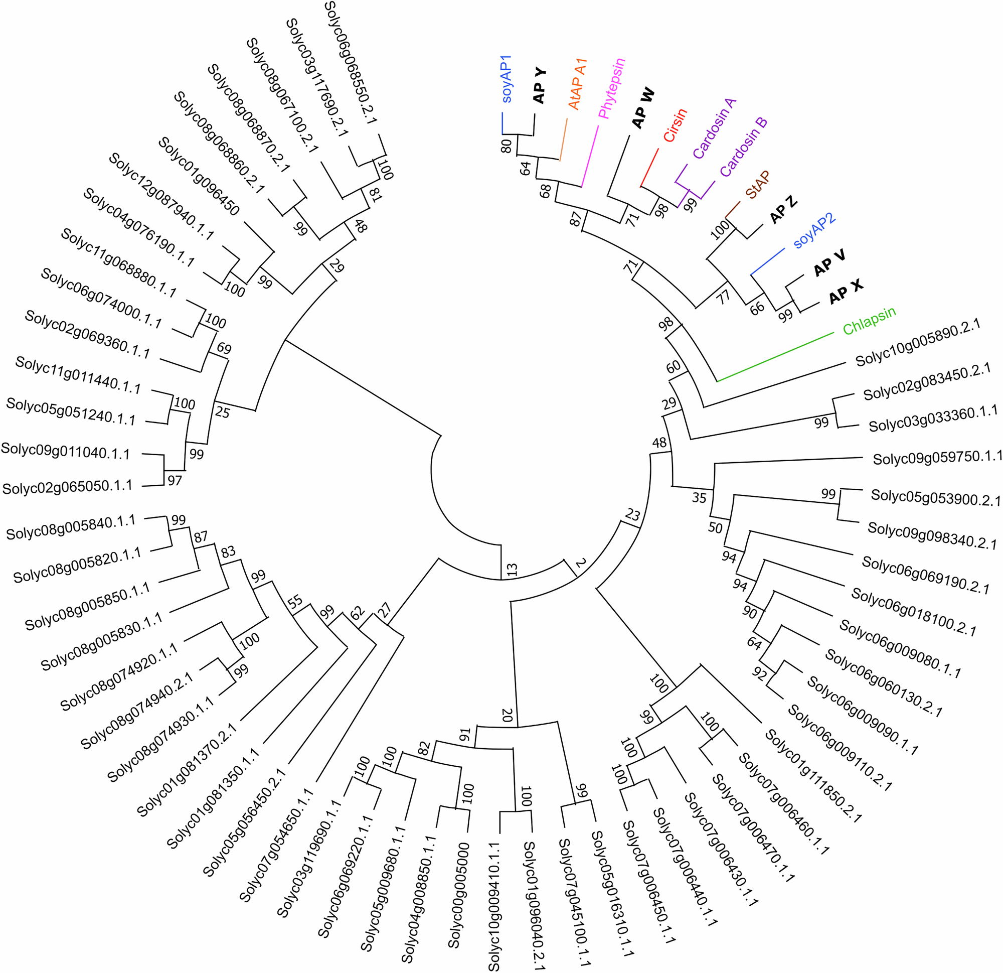 Fig. 1: Phylogenetic tree of Solanum lycopersicum aspartic proteases (APs) and known APs in other species.
