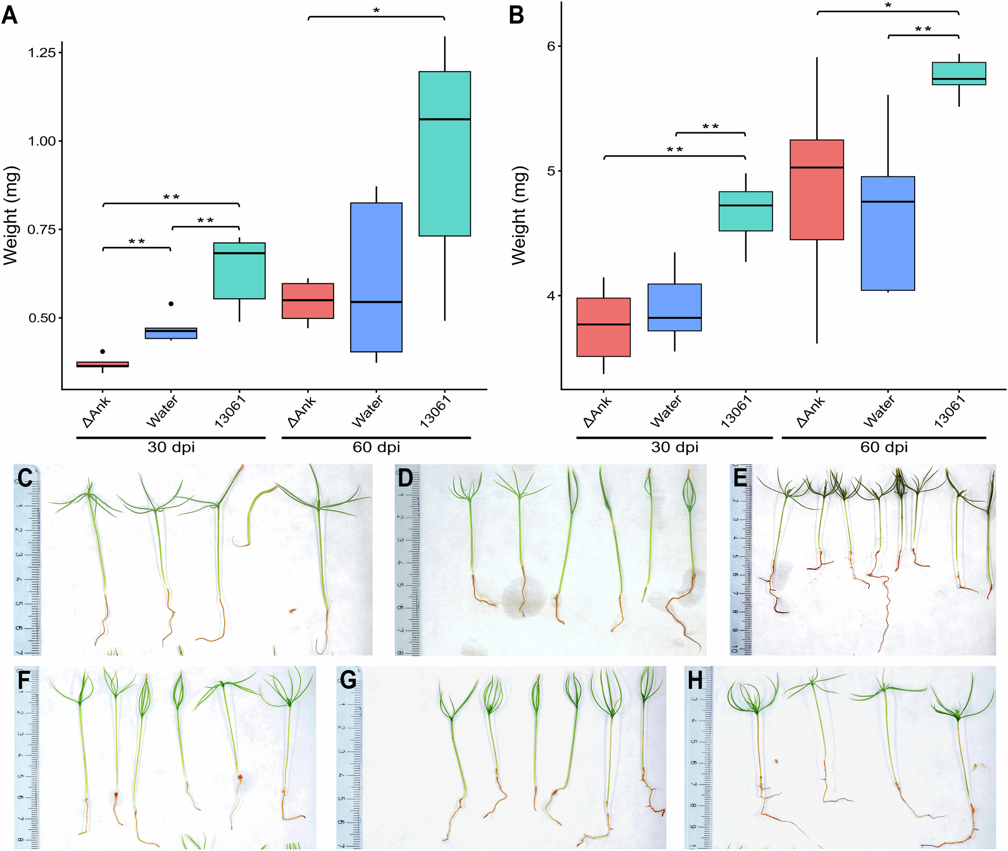 Fig. 2: Growth of pine seedlings inoculated with the deletion strain Δank, water, and M. extorquens 13061 at 30- and 60-days-post-inoculation (dpi).