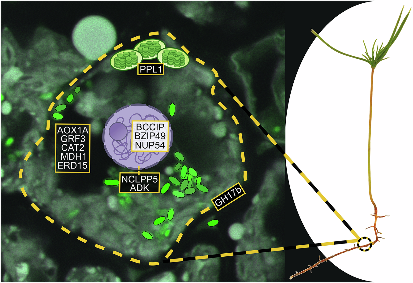 Fig. 5: A schematic diagram showing the main targets (yellow text box) of M. extorquens DSM13060 Ank within the plant cell.