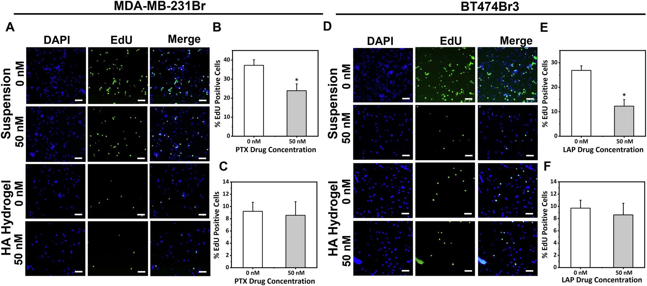 Fig. 2: Percentage of EdU-positive cells was reduced post-treatment for BMBC spheroids in suspension culture vs. HA hydrogel.