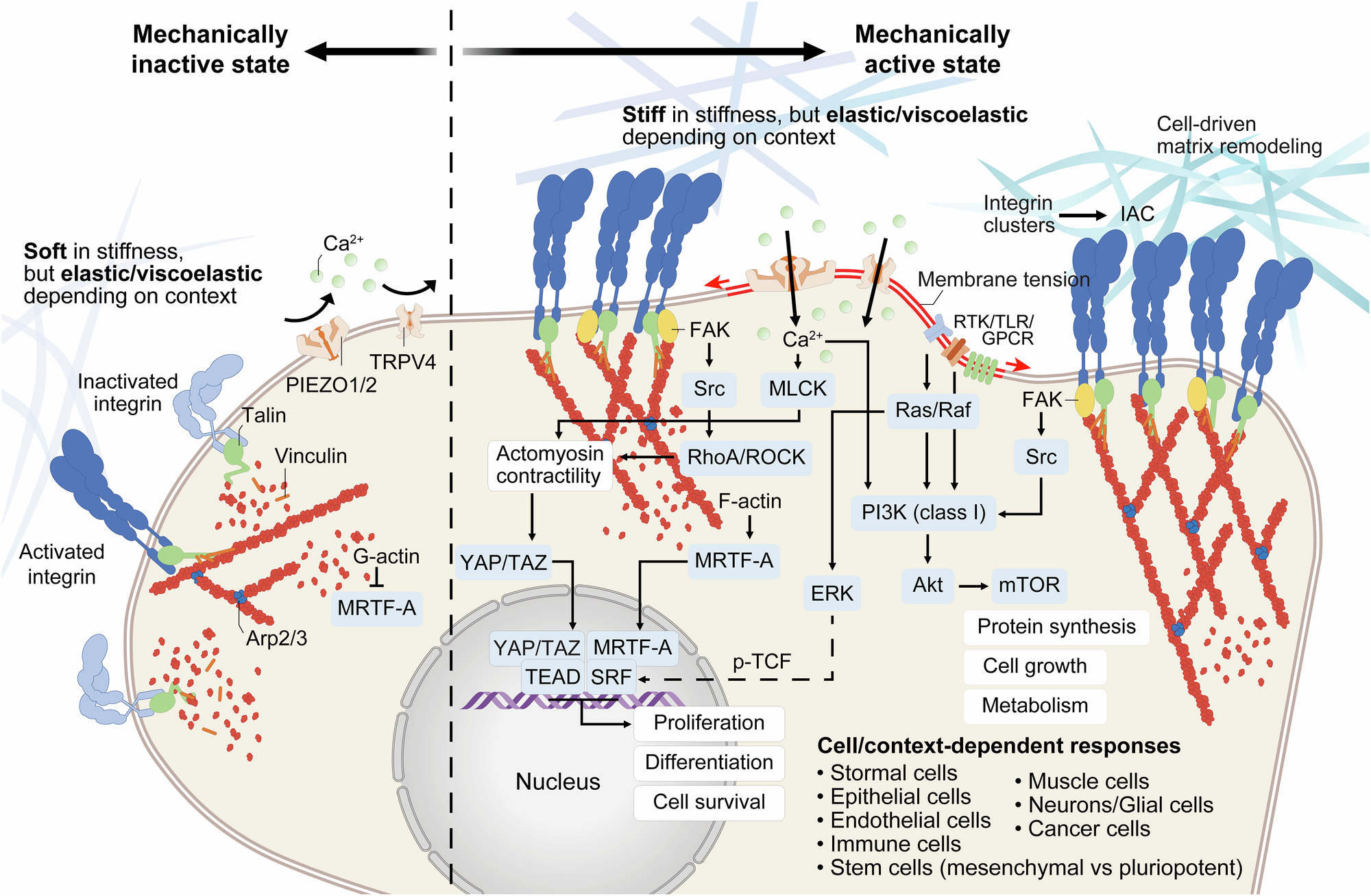 Mechanical regulation of metabolism, epigenetics, and their interplay | npj  Biomedical Innovations
