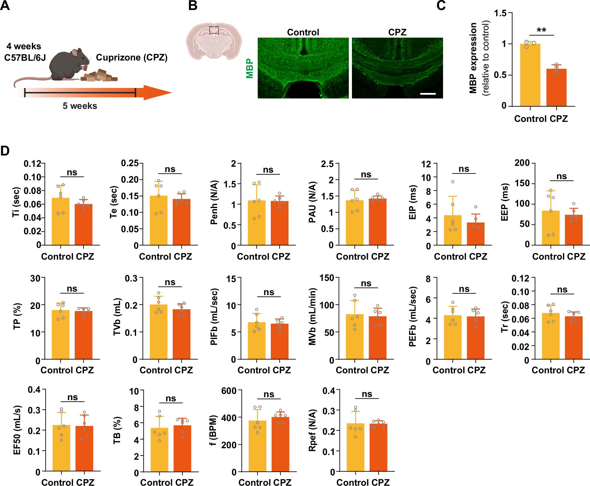 Fig. 4: Changes in myelin formation and respiratory functions in CPZ-treated demyelination mice.