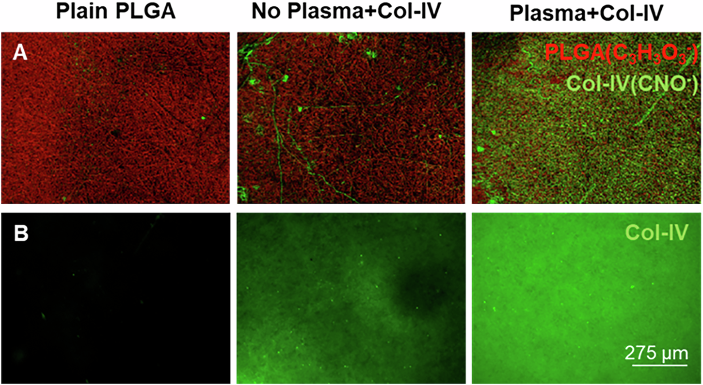 Fig. 3: Surface characterization of plasma-treated PLGA scaffolds.