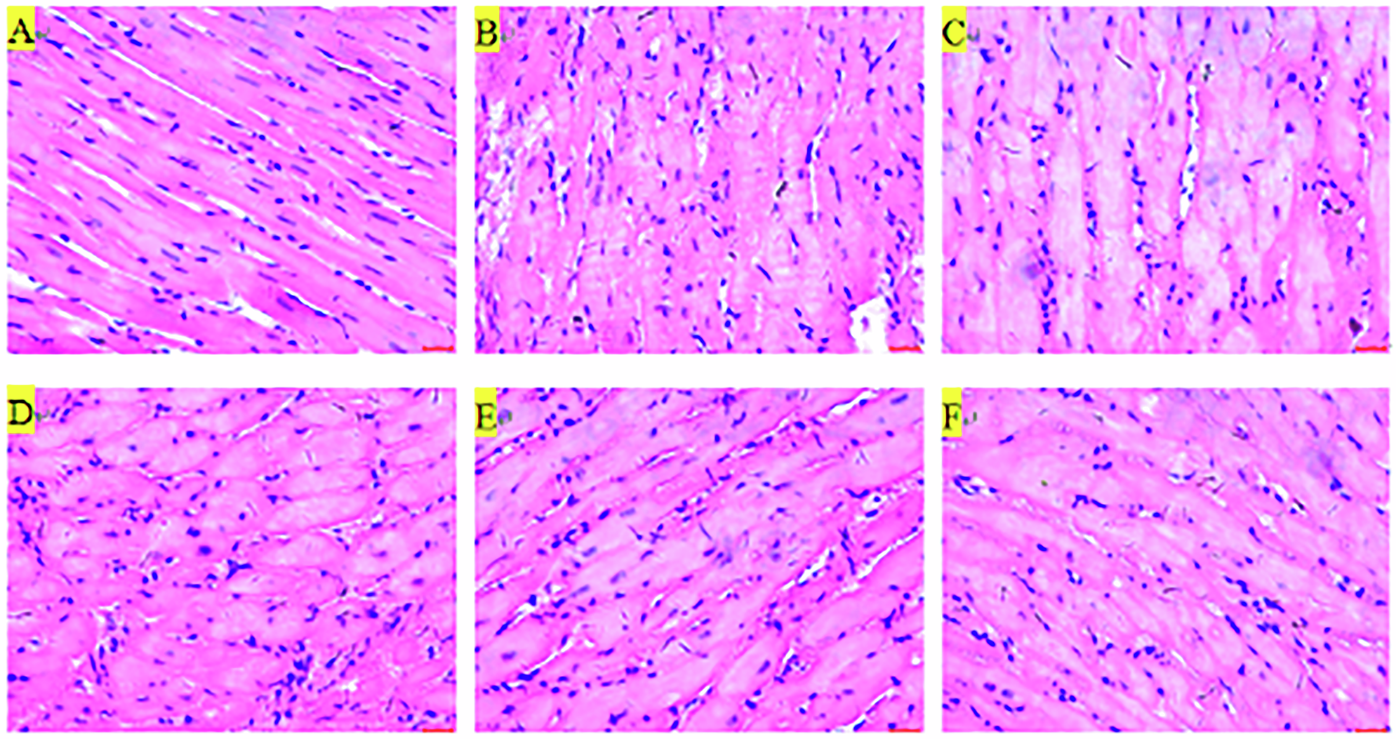 Fig. 4: Histological Assessment of JK07-Mediated Myocardial Remodeling.