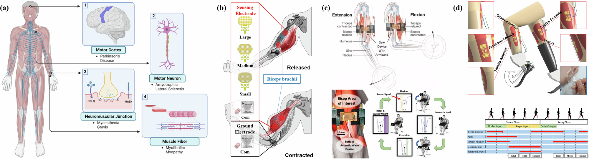 Fig. 5: Formation and control of human muscle activity.