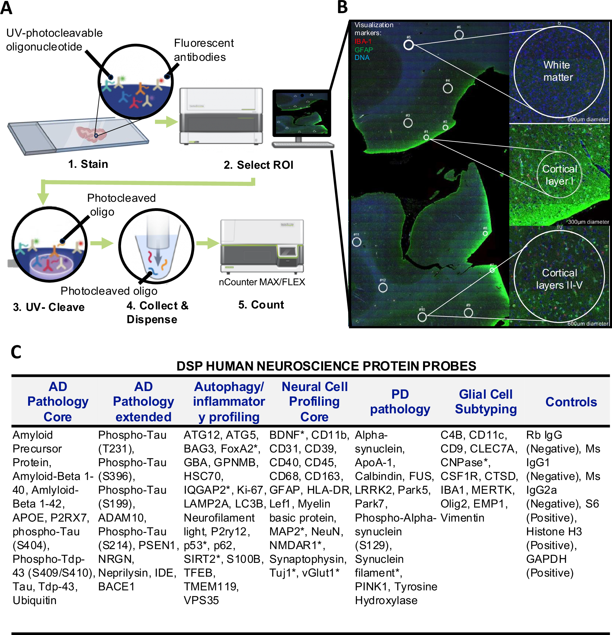 Fig. 1: Digital spatial proteomic profiling (DSP) using immunofluorescence as an indicator of multiple proteomic targets on a single slide.