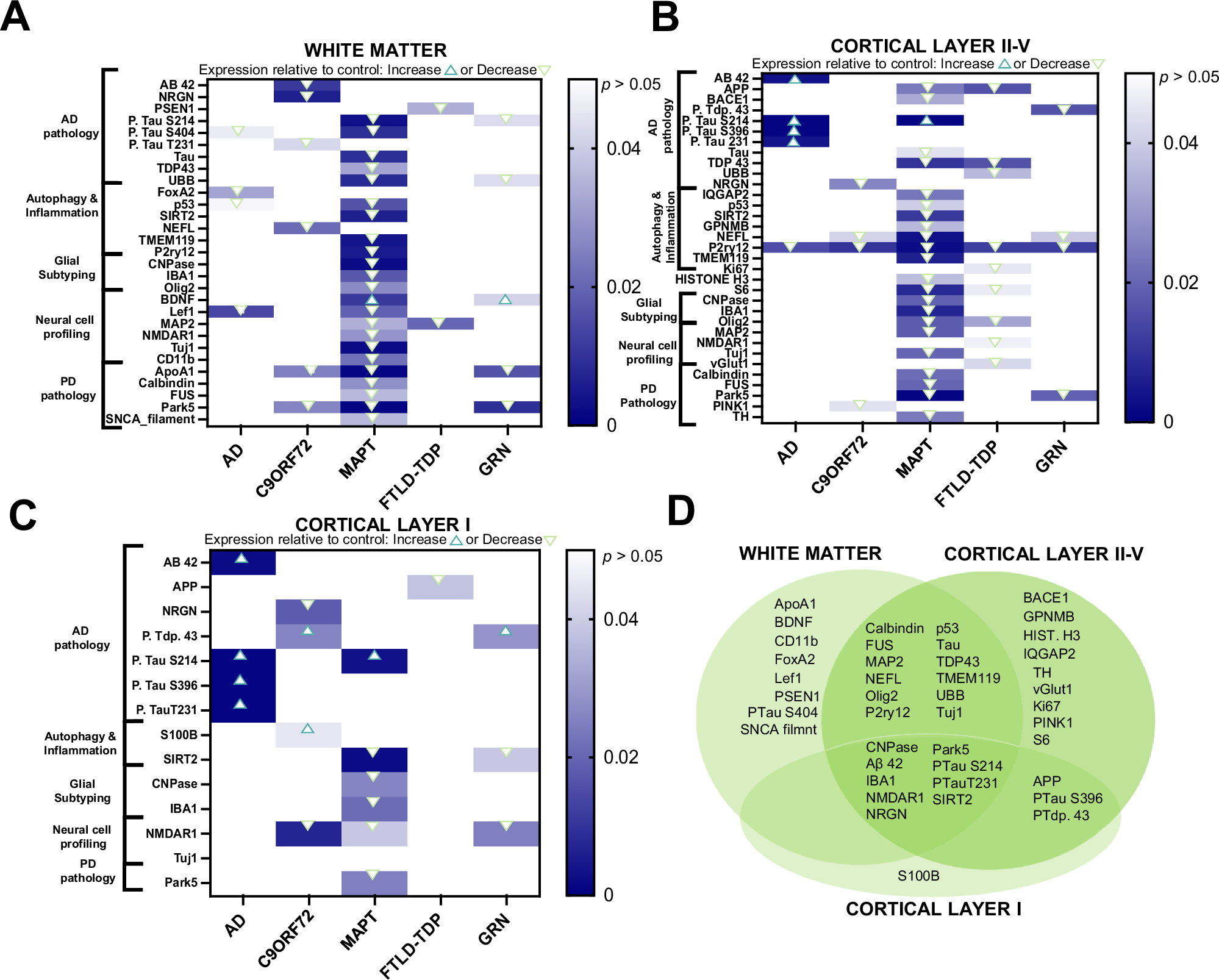 Fig. 2: Cortical and subcortical laminar layers reveal significantly different disease specific proteomic expression relative to control.