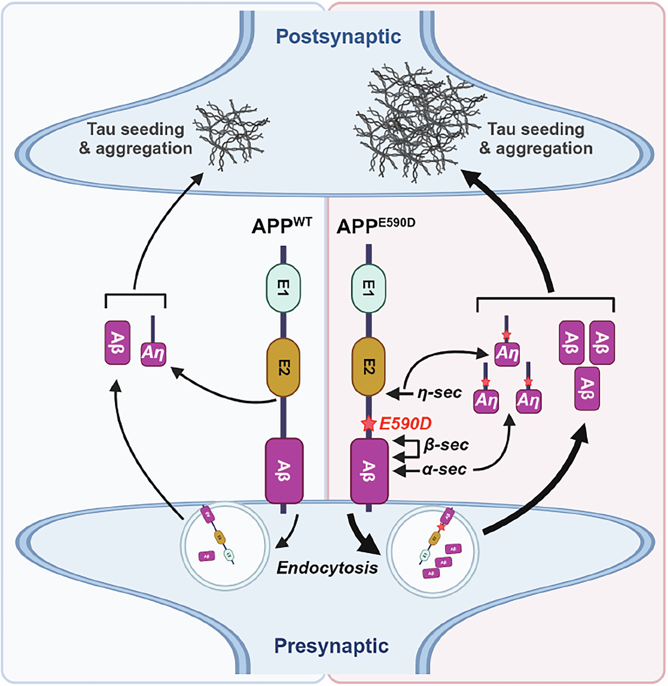 Fig. 5: Schematic model showing APP695WT vs APP695E590D in AD pathogenesis.
