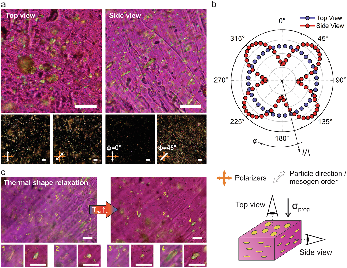 Fig. 7: Polarizing optical microscopy of shape-programmed PDLCEs.