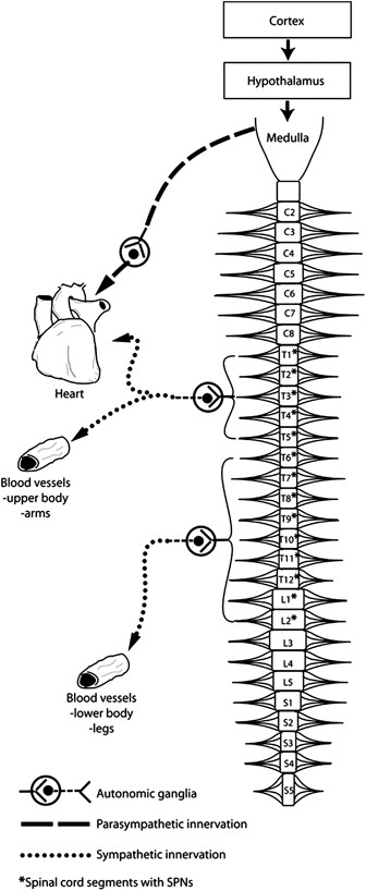 Peripheral vascular function in spinal cord injury: a systematic review | Spinal  Cord