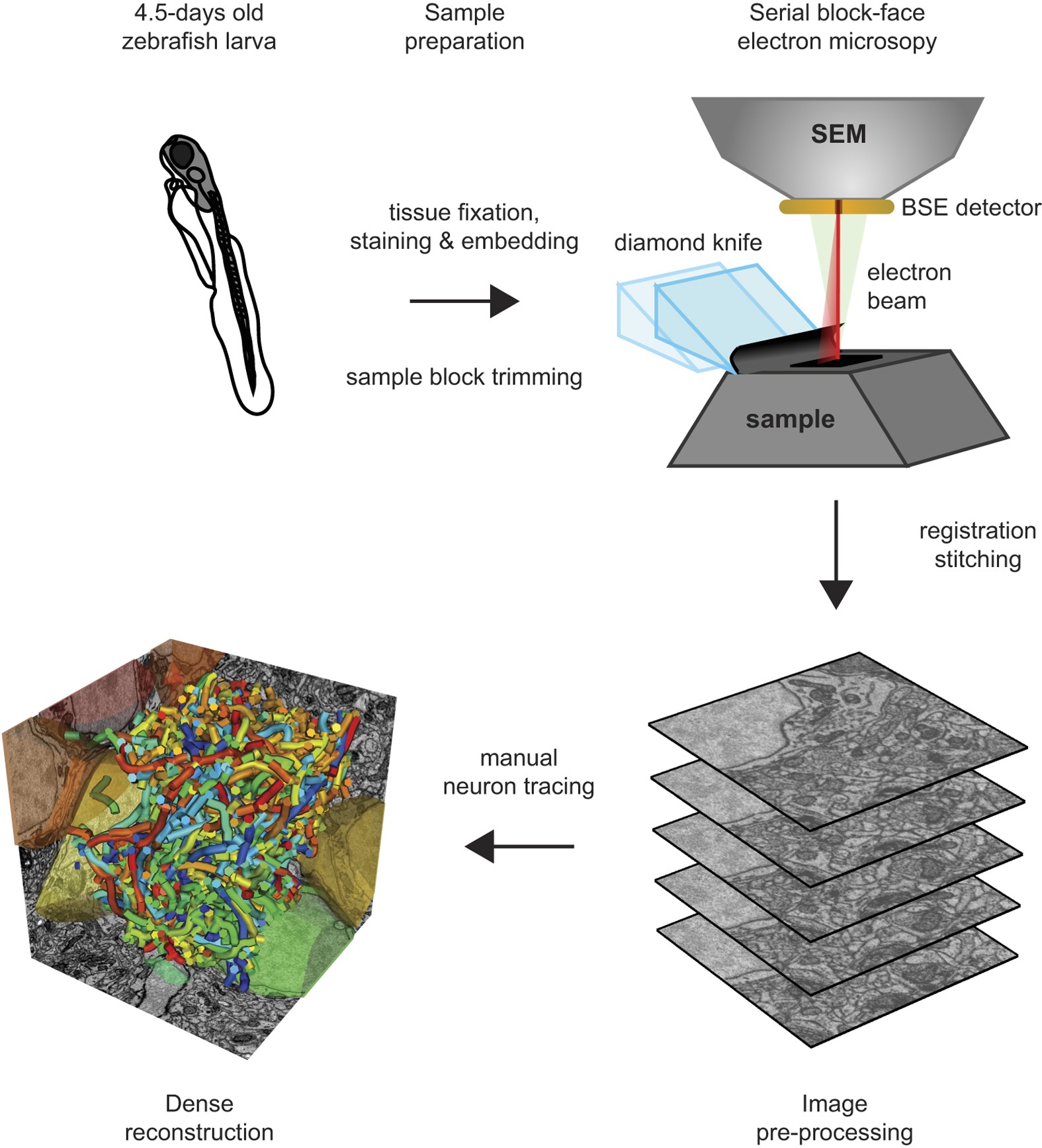 scanning electron microscope block diagram