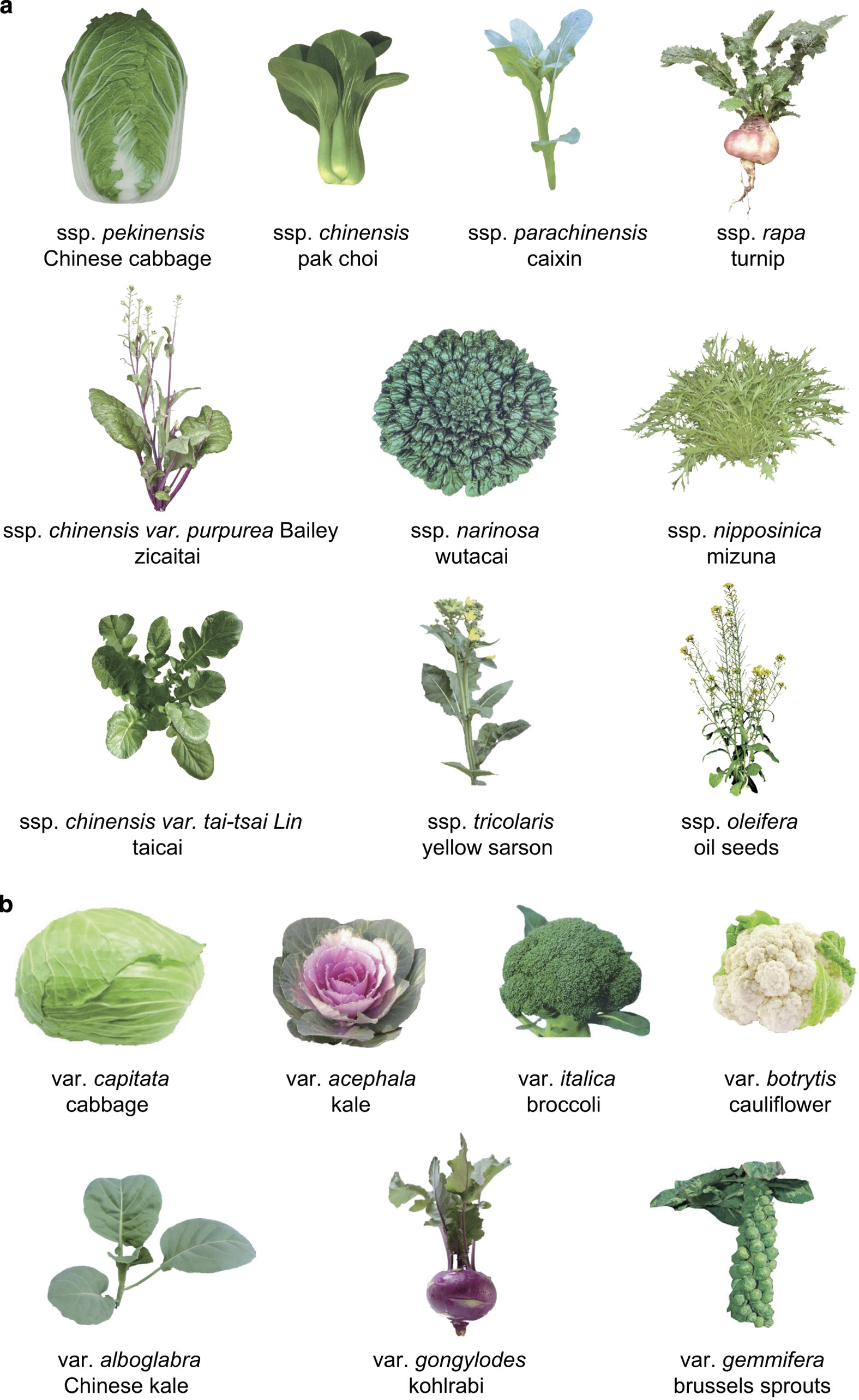 Genome resequencing and comparative variome analysis in a Brassica rapa and  Brassica oleracea collection | Scientific Data