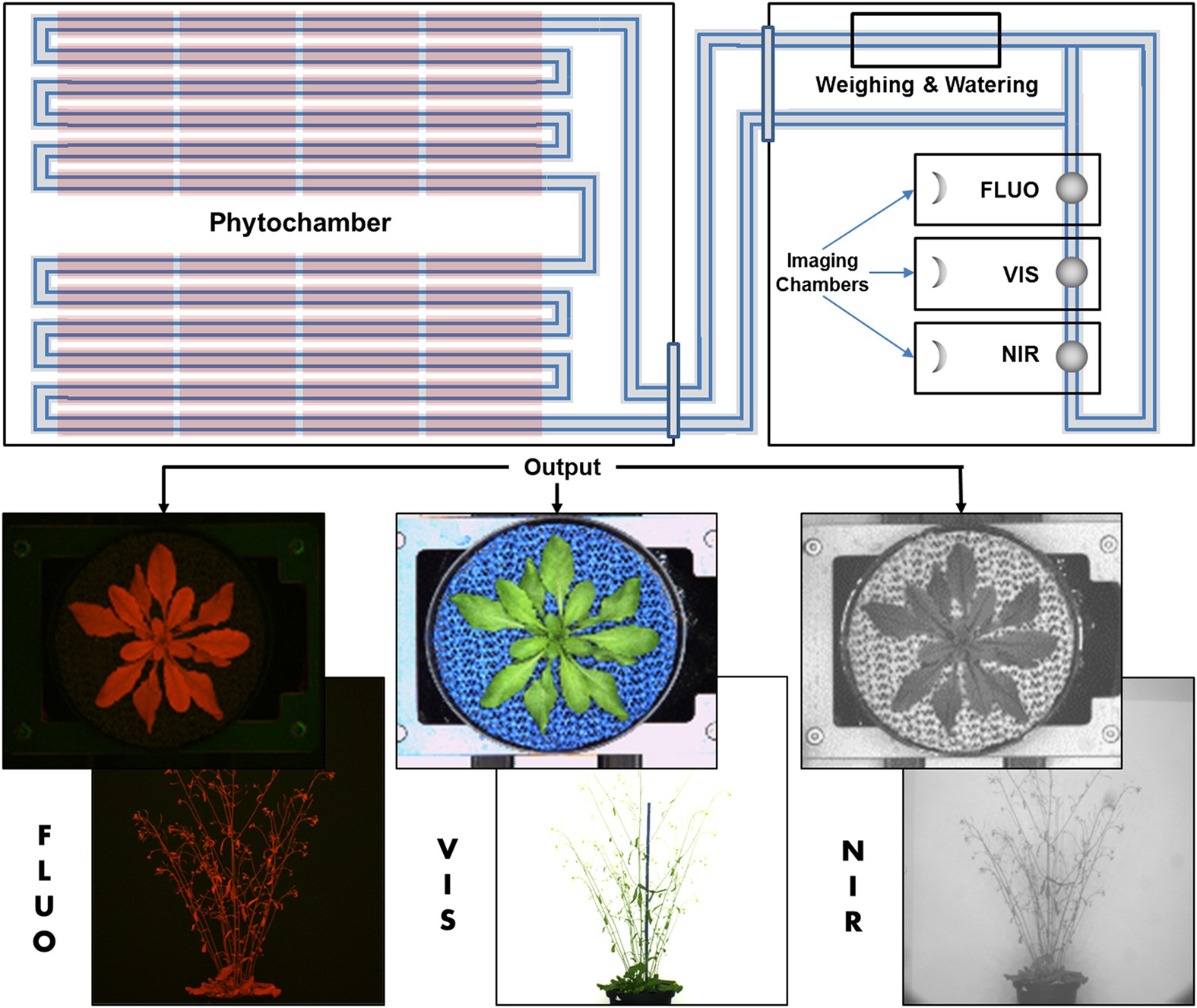 Analysing Seeds - LemnaTec