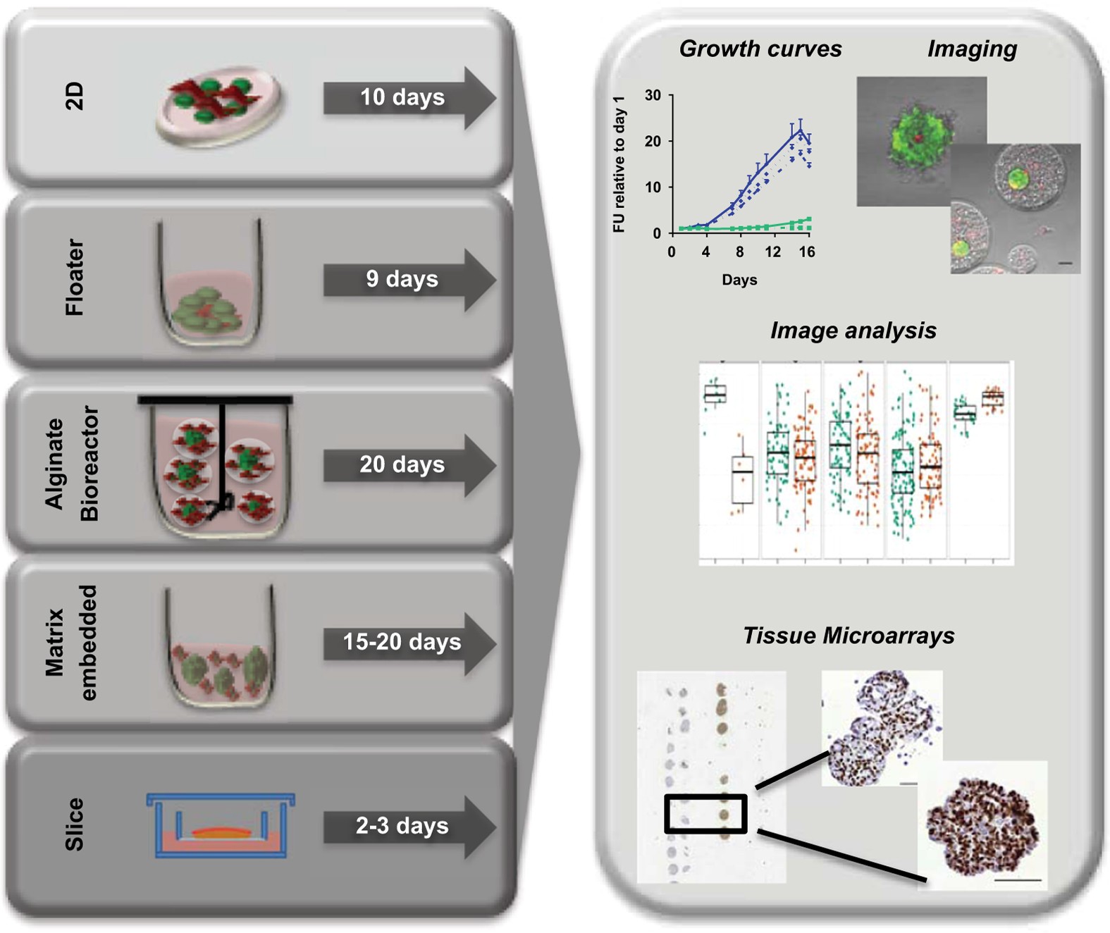 Stepwise construction of a tissue microarray. (A) A paraffin wax