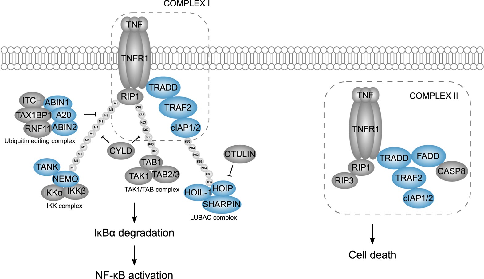 A protein-protein interaction map of the TNF-induced NF-κB signal  transduction pathway | Scientific Data