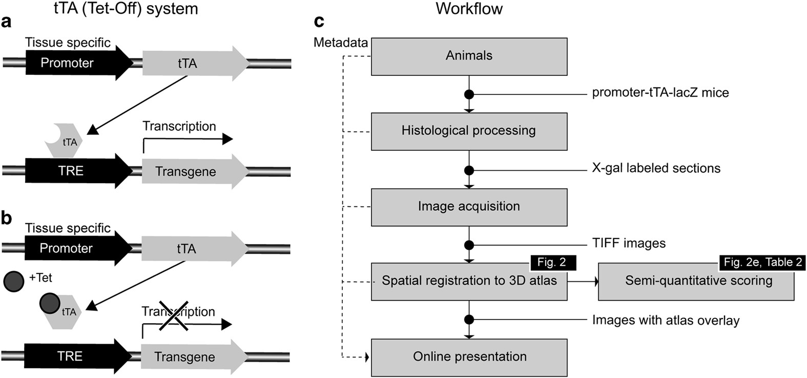 DeepSlice: rapid fully automatic registration of mouse brain imaging to a  volumetric atlas