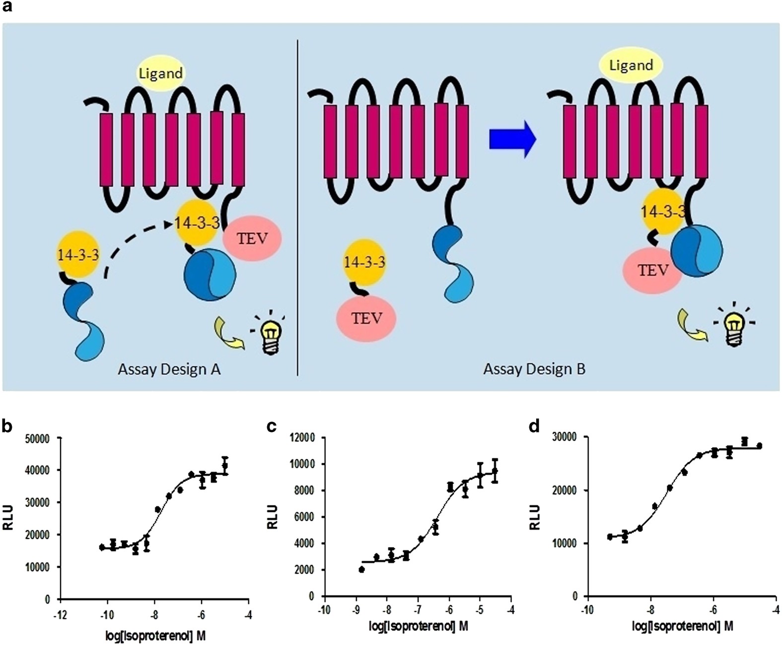 G Protein Coupled Receptors Mediate 14 3 3 Signal