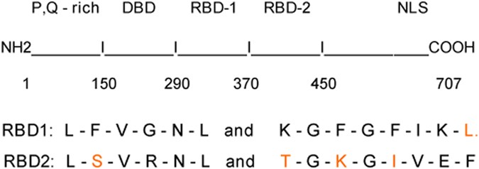 From A Retrovirus Infection Of Mice To A Long Noncoding Rna That Induces Proto Oncogene Transcription And Oncogenesis Via An Epigenetic Transcription Switch Signal Transduction And Targeted Therapy