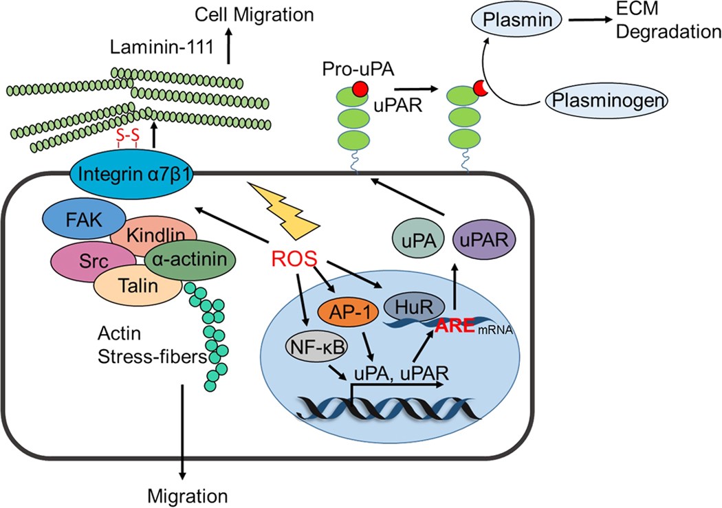 epithelial cells exhibit modifications that adapt them for