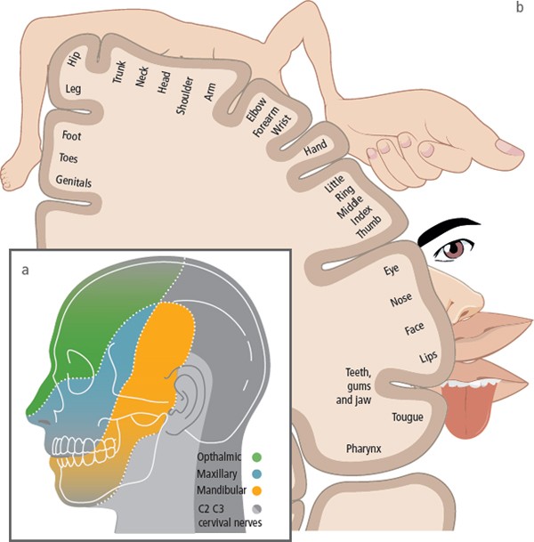 Oral Surgery Ii Part 5 Chronic Orofacial Pain British Dental Journal