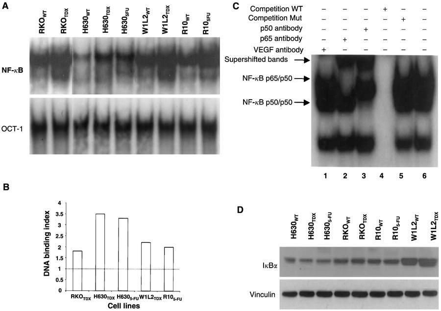 Western blots show p65 antibodies that passed the test of specificity