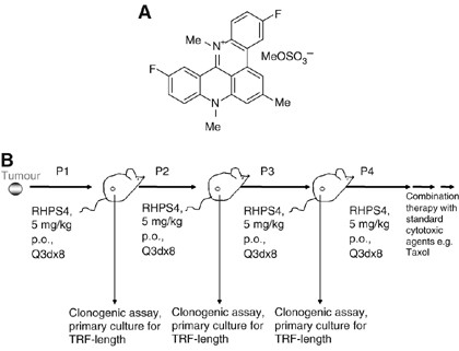 Telomere Uncapping By The G Quadruplex Ligand Rhps4 Inhibits Clonogenic Tumour Cell Growth In Vitro And In Vivo Consistent With A Cancer Stem Cell Targeting Mechanism British Journal Of Cancer