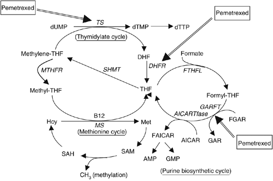 vitamin b12 injections and chemotherapy Pemetrexed pharmacokinetics and pharmacodynamics in a phase I/II study of  doublet chemotherapy with vinorelbine: implications for further  optimisation of pemetrexed schedules
