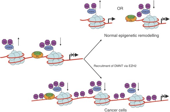 glutathione amino acid residues Frontiers