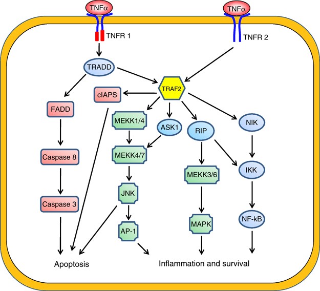 TNF-α/NF-κB/Snail pathway in cancer cell migration and invasion | British  Journal of Cancer