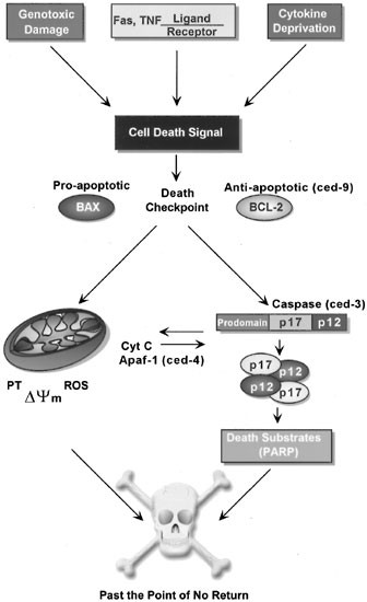 Pro-apoptotic cascade activates BID, which oligomerizes BAK or BAX into  pores that result in the release of cytochrome c | Cell Death &  Differentiation