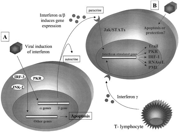 Host Defense, Viruses And Apoptosis | Cell Death & Differentiation Host Defense, Viruses And Apoptosis | Cell Death & Differentiation