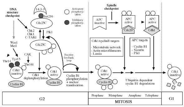 Cyclin Dependent Kinase 1 Linking Apoptosis To Cell Cycle And Mitotic Catastrophe Cell Death Differentiation