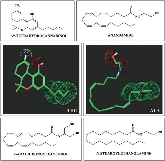 What is Anandamide and how does it work?