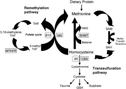 homocysteine and glutathione Biochemical redox (reduction and oxidation): what, how, why, NAD+/NADP+,  glutathione, ox #, etc. . . . (Long version) Molecules can pass electrons  off to one another. “Passing of electrons” is called