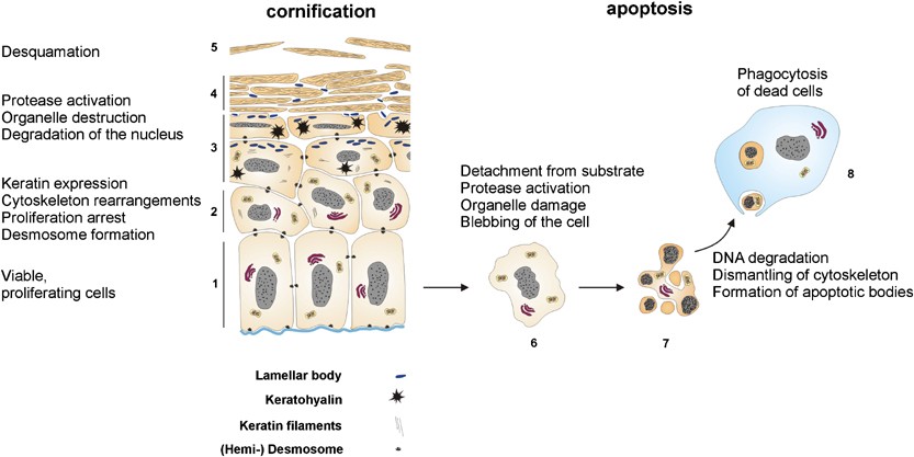 Death penalty for keratinocytes: apoptosis versus cornification | Cell  Death & Differentiation
