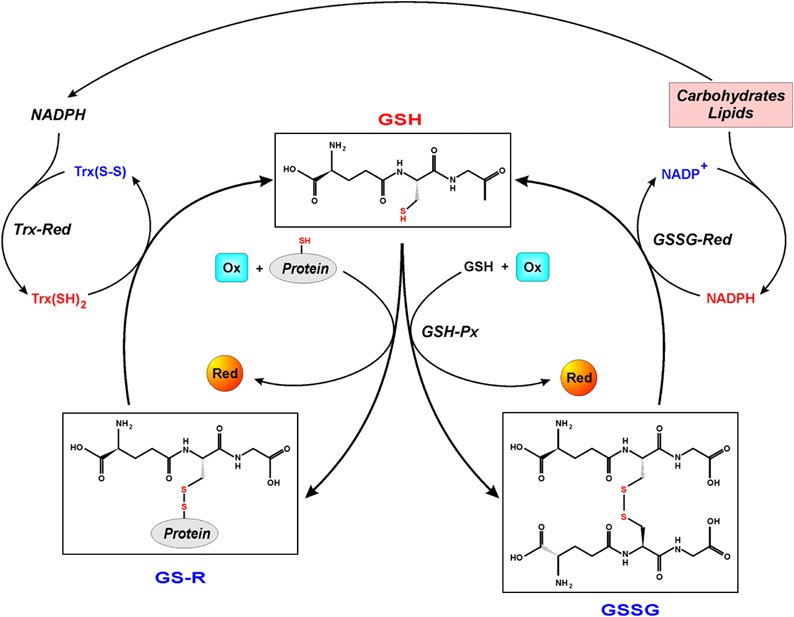 Disulfide relays and phosphorylative cascades: partners in redox-mediated  signaling pathways