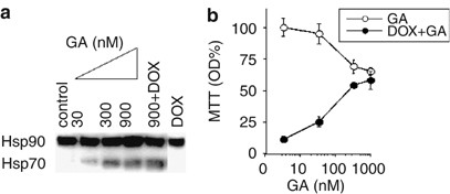 Cytotoxicity of BAL1 (Left) and cell survival rate after UVA damage