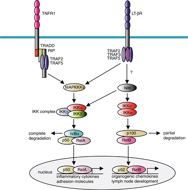 Reactive oxygen species mediate crosstalk between NF-κB and JNK | Cell  Death & Differentiation