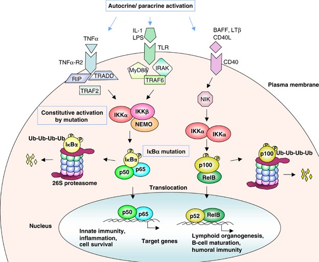 Algebraisk krak Fordampe Targeting NF-κB in hematologic malignancies | Cell Death & Differentiation