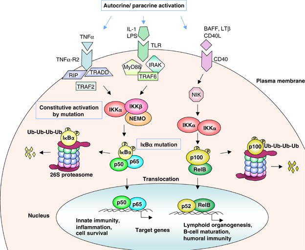 Targeting NF-κB in hematologic malignancies | Cell Death & Differentiation