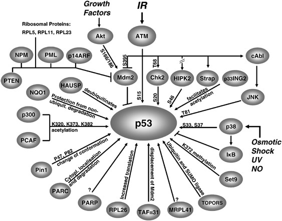 The complexity of p53 stabilization and activation | Cell Death &  Differentiation