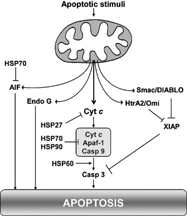Mechanisms of cytochrome c release from mitochondria | Cell ...