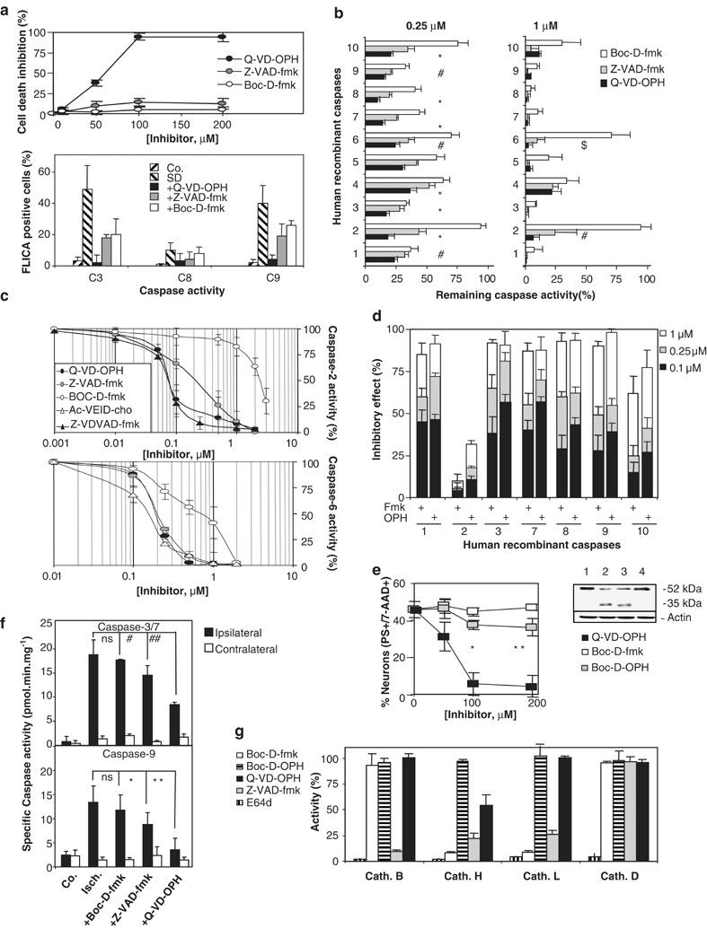Broad Spectrum Caspase Inhibitors From Myth To Reality Cell Death Differentiation