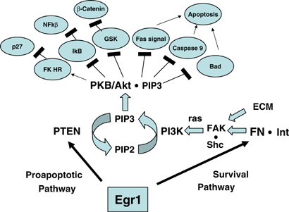 Picture of EGR1
