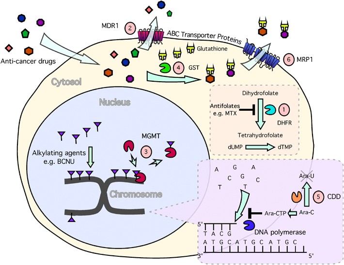Gene therapy with drug resistance genes | Cancer Gene Therapy Gene therapy with drug resistance genes | Cancer Gene Therapy