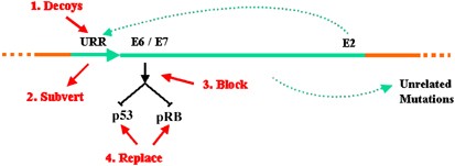 hpv gene therapy