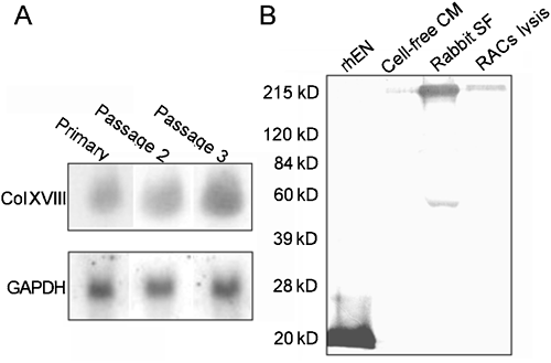 Collagen XVIII/endostatin is necessary for the organization of CF